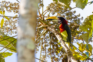 Red-necked Aracari