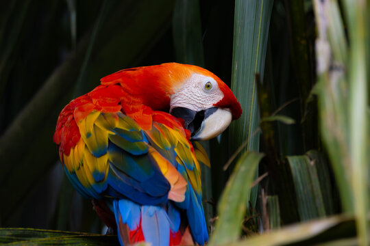 red and yellow macaw