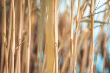stems of plants growing on the shores of lakes and rivers
