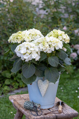weiße Bauernhortensie Hydrangea macrophylla im vintage Emaille-Eimer im Sommergarten