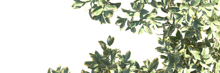 Fototapeta premium Leave isolated 