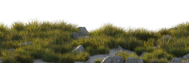 grass field small plant and stones	