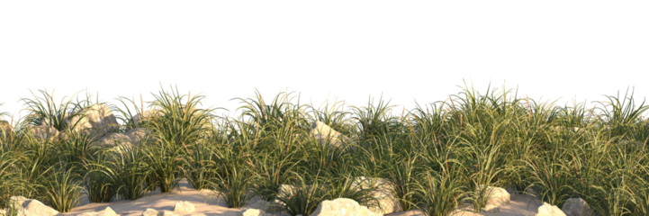 grass field small plant and stones	