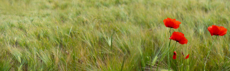 blooming red poppies in green summer field, green nostalgic landscape, empty basis for designer, postcard, environmental concept