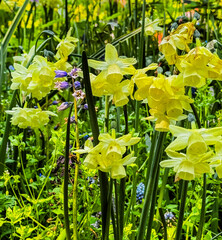 Daffodils in Netherlands with bluebells