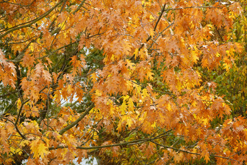 magical autumn landscape unfolds with yellow and orange leaves of swamp oak swaying in wind, detaching from branches and gracefully descending, seasonal transitions