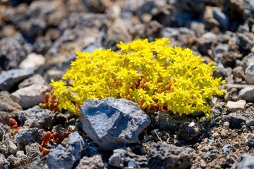 Sedum acre, commonly known as the goldmoss stonecrop, mossy stonecrop, goldmoss sedum, biting stonecrop.