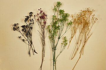 different colors of baby's breath gypsophila flowers on yellow background