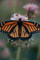 Monarch butterfly gracefully perched on a delicate flower. Butterfly
The butterfly's bright orange and black wings are spread wide