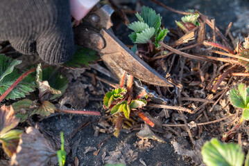 Preparing strawberry garden before new season. Cutting old dry and ill strawberry leaves from bushes