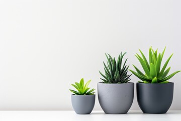 Obraz premium three different types of plants in gray pots on a white table