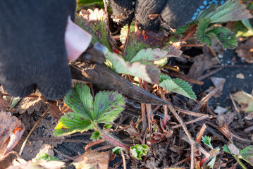 Cutting old and dead strawberry leaves in the garden. Hands of a man cutting of dry ill leaves in spring before vegetation