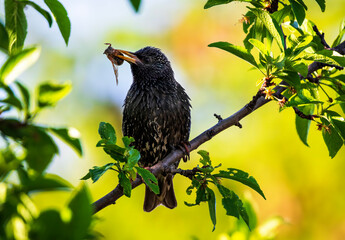 a starling bird sits on a tree holding a cockchafer in its beak in a spring sunny garden