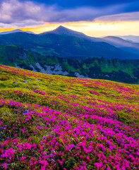 incredible summer blooming pink flowers on background mountains, floral summer landscape
