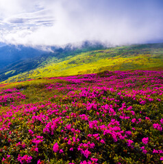 incredible summer blooming pink flowers on background mountains, floral summer landscape