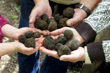 Perigord summer truffles (Tuber aestivum) held in 3 pairs of hands to show the results of a successful truffle hunt
