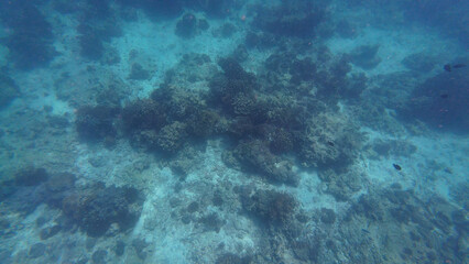 Photography of fish and corals in Oman near Muscat during spring day