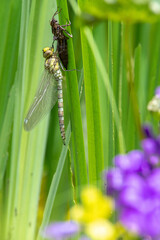 Blaugr&uuml;ne Mosaikjungfer II