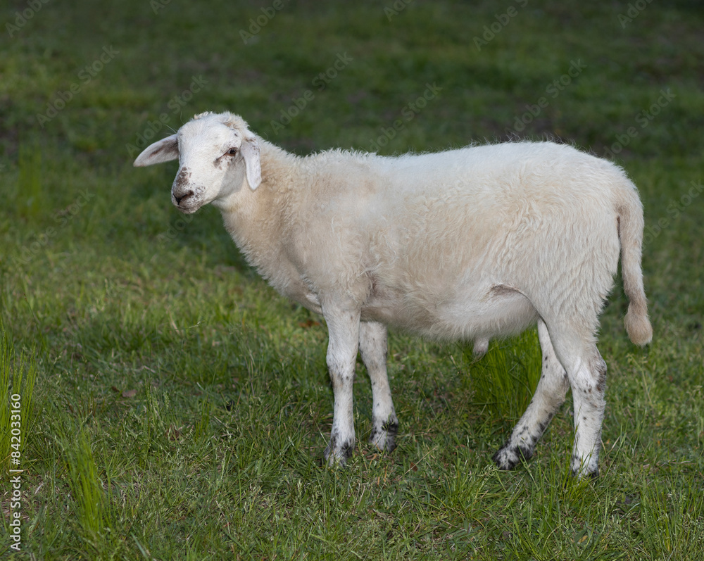 Wall mural Young Katahdin sheep lamb ram