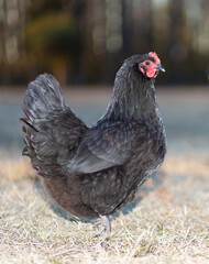 Female Australorp hen free ranging on a grassy field
