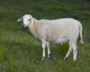Young Katahdin sheep lamb ram