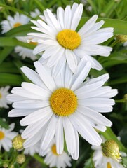 Obraz premium a bee is on a flower with a bee on it.