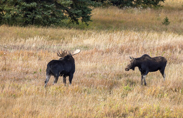 Bll and Cow Moose Rutting in Wyoming in Autumn