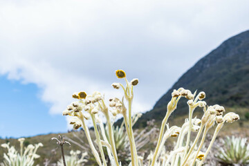 Obraz premium landscape with frailejon flowers in the foreground and blue sky in the background
