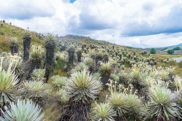 mountainous landscape of a paramo with frailejones variety Espeletia lopezii Cuatrec, in a paramo of Colombia