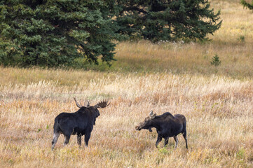 Bll and Cow Moose Rutting in Wyoming in Autumn