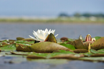 Nenufary piękne kwiaty kwitnące latem na powierzchni wody © KoLesfot