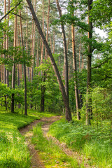 Las sosnowy z leśną drogą w letniej porze