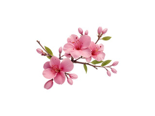 Naklejka premium pink flowers twig isolated on transparent background cutout.