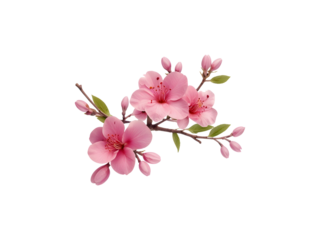 pink flowers twig isolated on transparent background cutout.