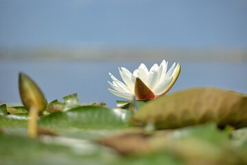 Nenufary piękne kwiaty kwitnące latem na powierzchni wody © KoLesfot