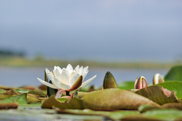 Nenufary piękne kwiaty kwitnące latem na powierzchni wody © KoLesfot