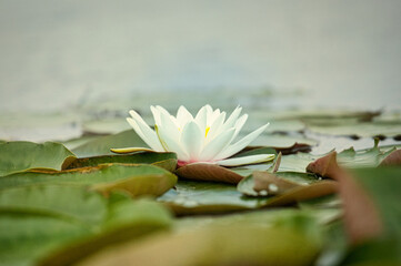 Nenufary piękne kwiaty kwitnące latem na powierzchni wody © KoLesfot