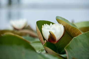 Nenufary piękne kwiaty kwitnące latem na powierzchni wody © KoLesfot