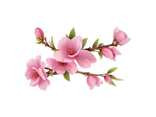 pink flowers twig isolated on transparent background cutout.