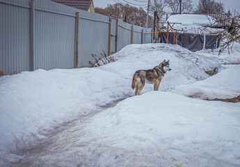 a village dog of the Siberian Husky breed