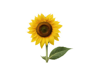 Obraz premium Ripe sunflower straw with yellow petals and green leaves isolated on transparent background cutout.