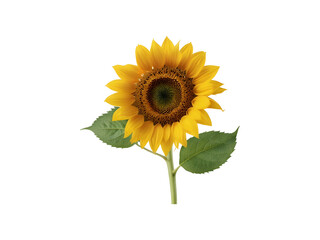 Obraz premium Ripe sunflower straw with yellow petals and green leaves isolated on transparent background cutout.