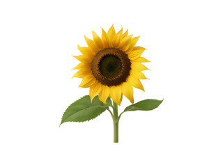 Obraz premium Ripe sunflower straw with yellow petals and green leaves isolated on transparent background cutout.