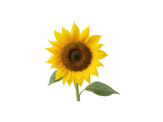 Fototapeta premium Ripe sunflower straw with yellow petals and green leaves isolated on transparent background cutout.