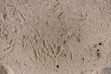 Birds footprint in the sand