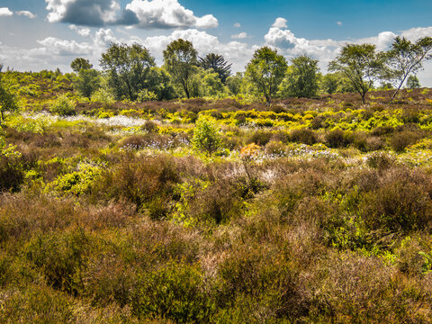 Summer Bridestones Moor with purple heather and small trees and bushes.