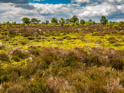 Summer Bridestones Moor with purple heather and small trees and bushes.