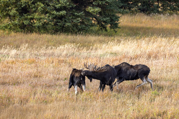 Bull and Cow Moose Rutting in Autumn in Wyoming