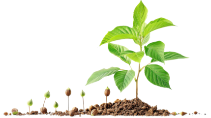 A series of seedling growth stages depicted from germination to a small plant, highlighting the progression and development in a clear, isolated view on a transparent background