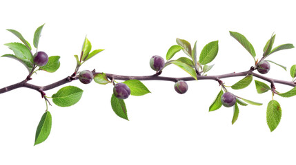 A plum tree branch with developing fruits and lush green leaves, isolated on a transparent background, symbolizing growth and abundance